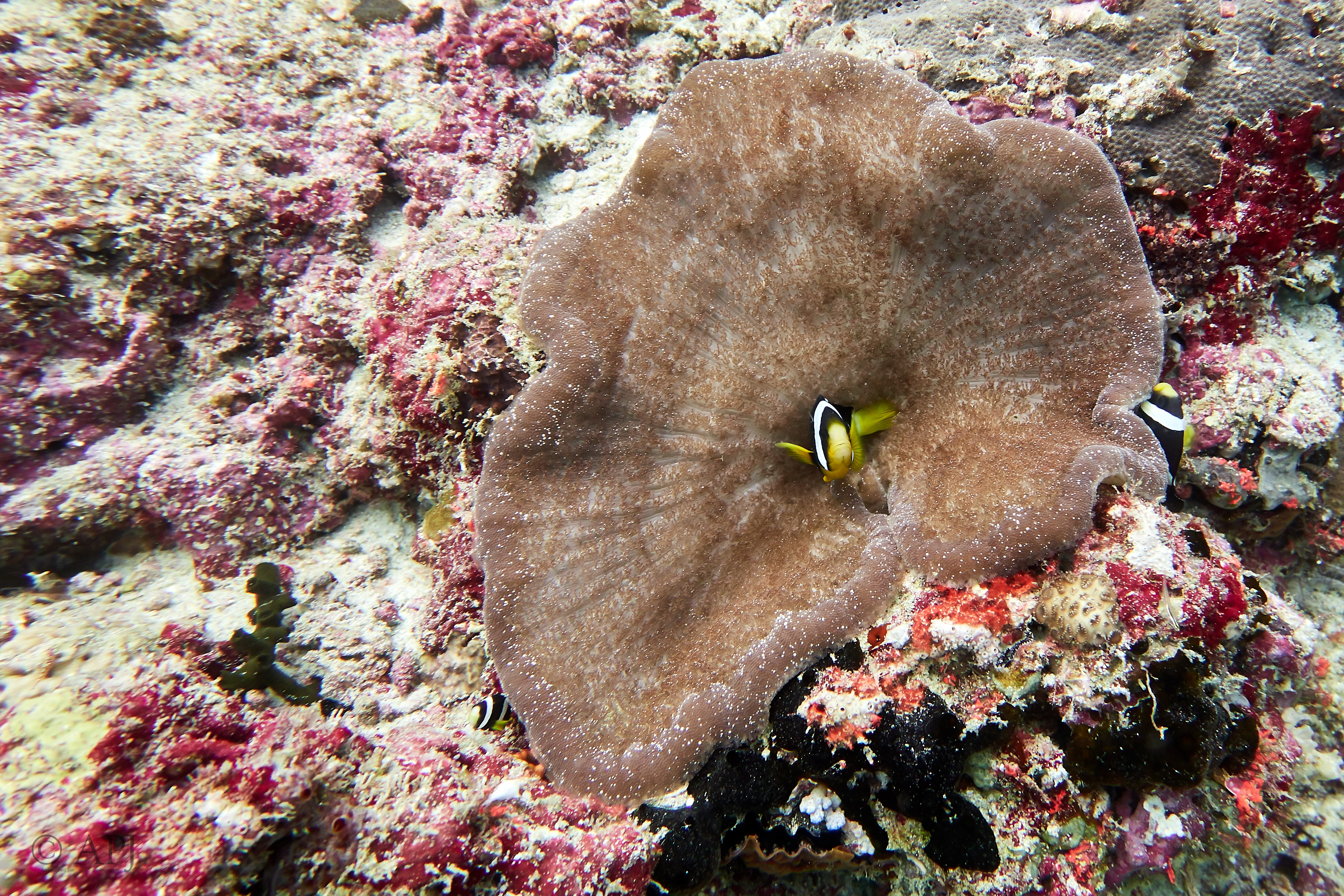 001955 16 08 17  Canon PowerShot G7 X Mark II   Malediven2017